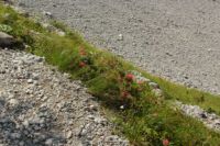 2014-08-02_06FritzPflaum-Steig (216).JPG
